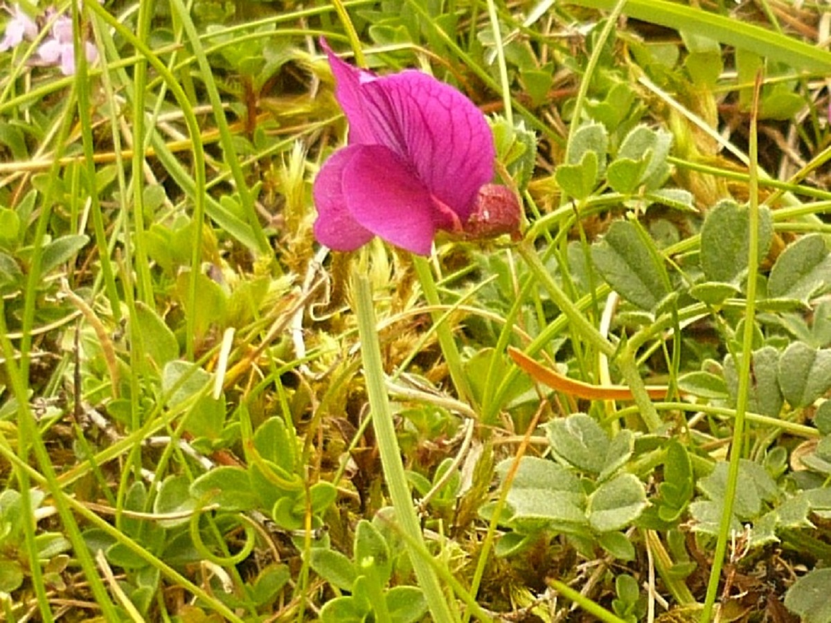 Vicia pyrenaica (Fabaceae)
